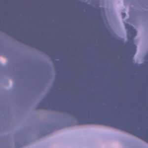 海洋生物資料管理データベース